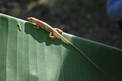 Anolis auratus