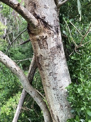 Eucalyptus camaldulensis