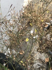Mycelis muralis