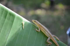 Anolis auratus