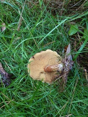 Suillus grevillei