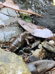 Gomphidae