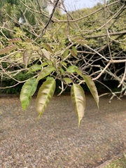 Handroanthus heptaphyllus
