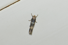 Elachistidae