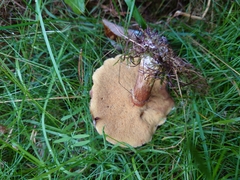Suillus grevillei