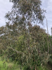 Eucalyptus camaldulensis