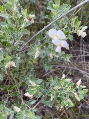 Podalyria calyptrata