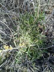 Achyrocline saturejoides