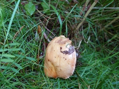 Suillus grevillei