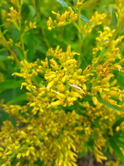 Homoeosoma electella