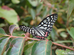 Hestina assimilis assimilis