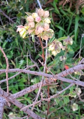 Hermannia hyssopifolia