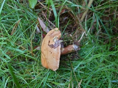 Suillus grevillei