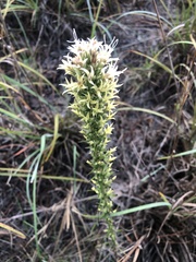 Liatris bridgesii