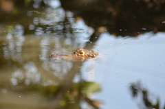 Caiman crocodilus fuscus