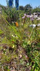 Pauridia canaliculata