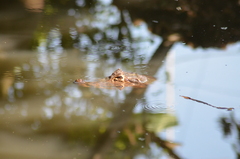 Caiman crocodilus fuscus