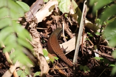 Eutropis