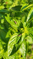 Graphocephala coccinea