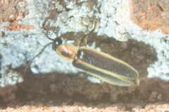 Photinus pyralis
