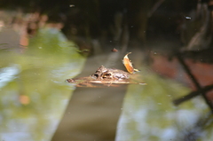 Caiman crocodilus fuscus