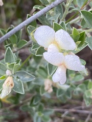 Podalyria calyptrata