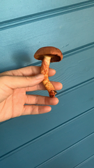 Chroogomphus vinicolor