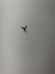 Toxonevra superba