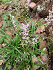 Liriope