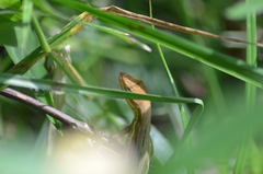 Anolis auratus