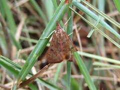 Uresiphita reversalis