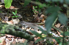 Ameiva praesignis