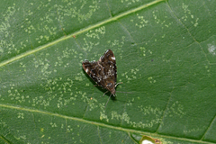 Prochoreutis