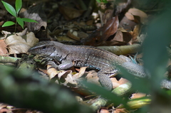 Ameiva praesignis