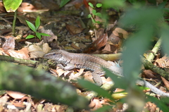 Ameiva praesignis
