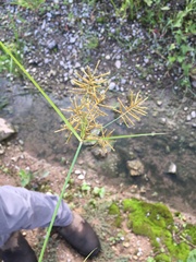 Cyperus esculentus