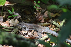 Ameiva praesignis
