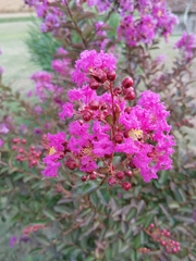 Lagerstroemia indica