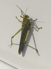 Tropidacris cristata