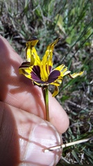 Pauridia canaliculata