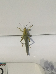 Tropidacris cristata