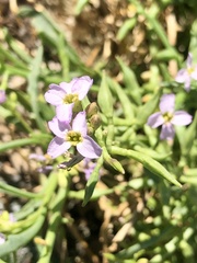 Cakile maritima