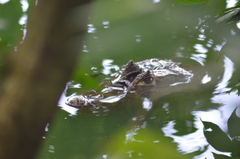 Caiman crocodilus fuscus