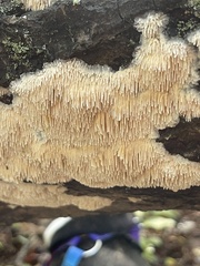 Radulomyces