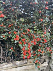 Cotoneaster horizontalis