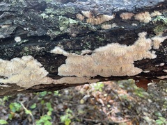 Radulomyces