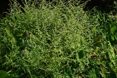 Artemisia lactiflora