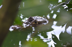 Caiman crocodilus fuscus