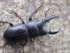Serrognathus titanus platymelus