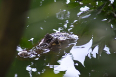 Caiman crocodilus fuscus